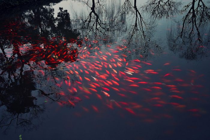 17359294_982418895223425_7169476010227830768_o